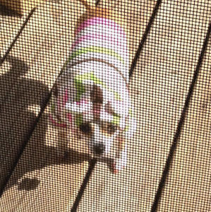 Meet your Posher, Misty